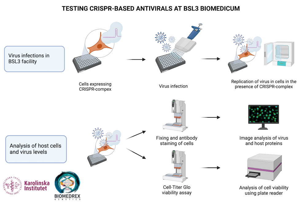Image showing method of Testing CRISPR-based antivirals at BSL3 Biomedicum